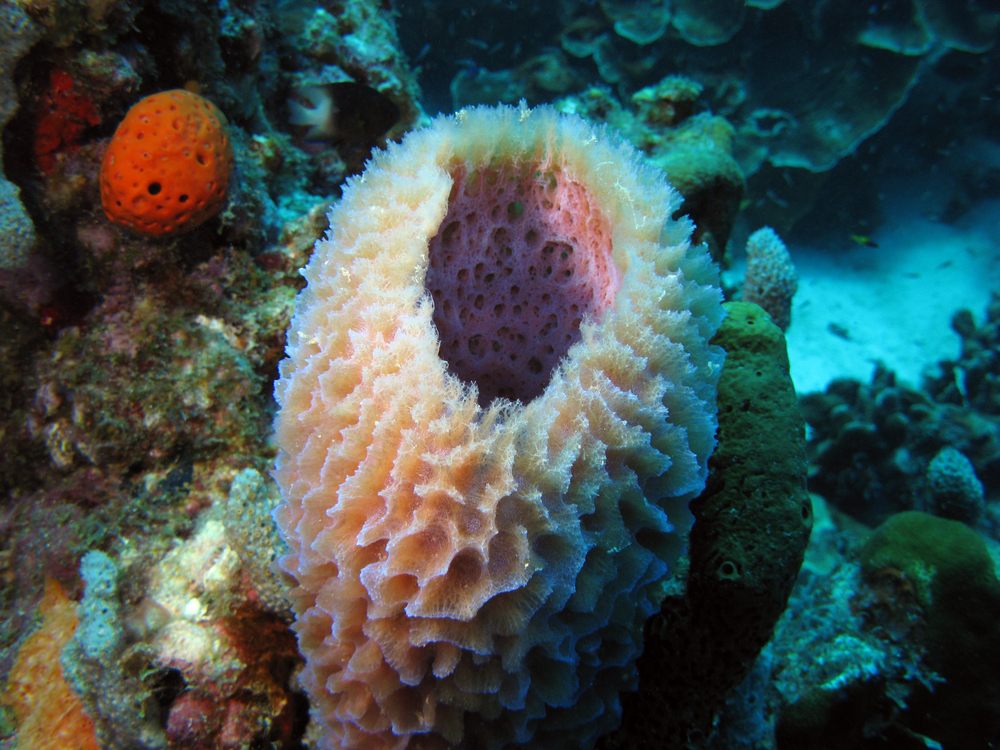 Eribulin, A Drug Originally Developed In Sea Sponges Can Increase Survival In Women With Triple Negative Breast Cancer