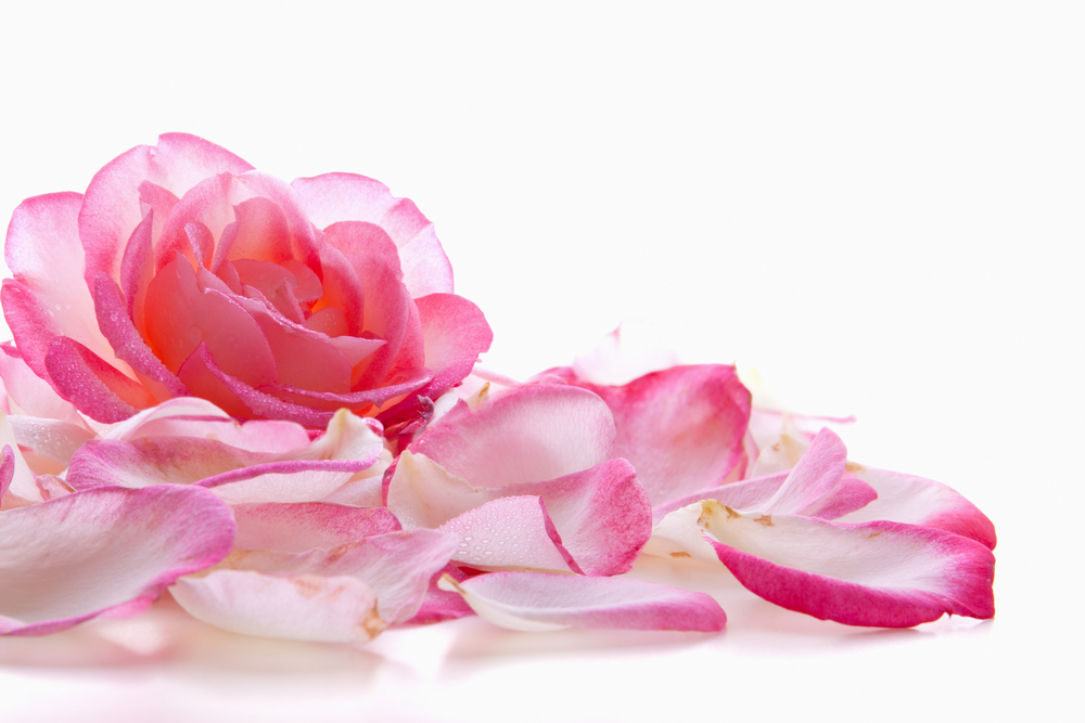 Can Roses Help Prevent Breast Cancer Aggressiveness?