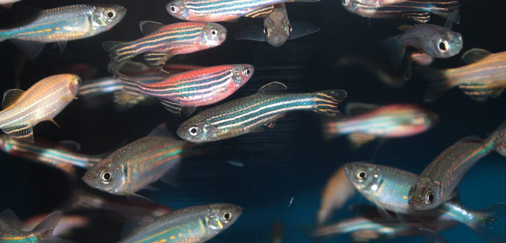 Transparent Zebrafish Show Breast Cancer Cells Invading Bloodstream in Study Using Video