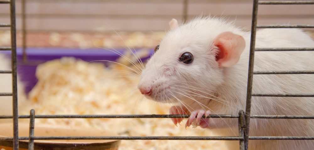 New Mouse Model May Help Identify Ways to Treat Metaplastic Breast Cancer