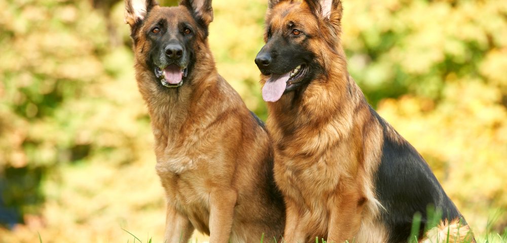 German Shepherds Can Detect Breast Cancer on Clothing with 100% Accuracy, French Team Says